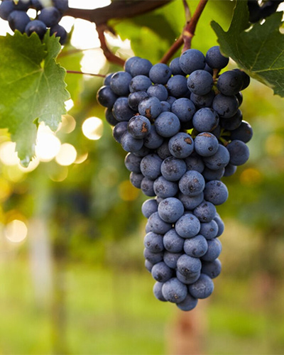 انگور شاهرود