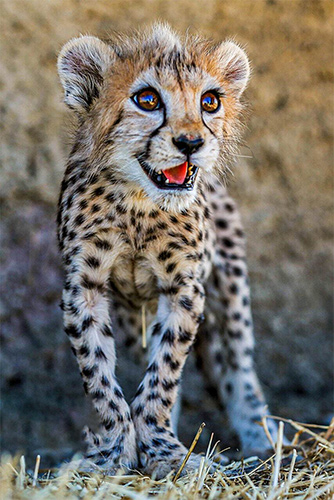 پیروز یوز ایرانی